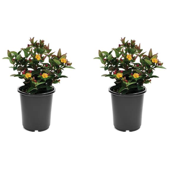 Unbranded 2.5 qt. Yellow Hypericum Granger Perennial (2-Pack)