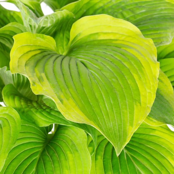 METROLINA GREENHOUSES 1.5 Gal. Hosta Fragrant Bouquet Plant