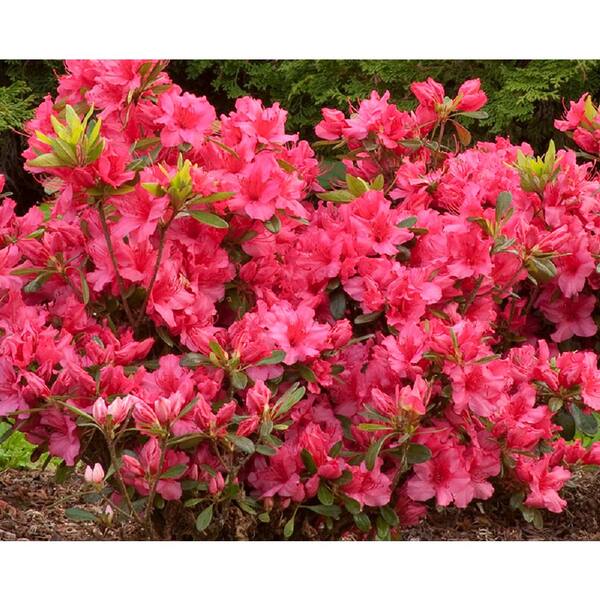 Deep Rose Red Blooms Dwarf 1 gallon Girards Rose AZALEA Evergreen Shrub Cold Hardy12-20 inches tall, 