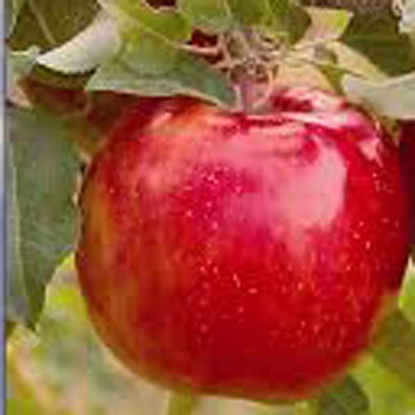 OnlinePlantCenter 5 gal. Honeycrisp Apple Fruit Tree