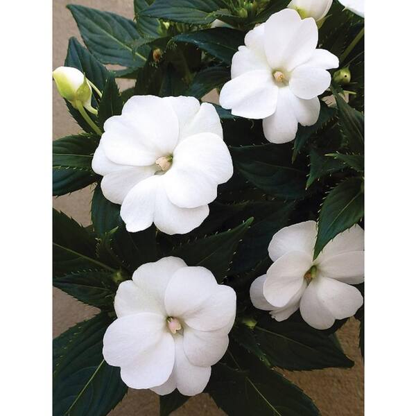 SunPatiens 4.25 in. Grande White Flowers SunPatiens Compact White (Impatiens) Live Plant (4-Pack)