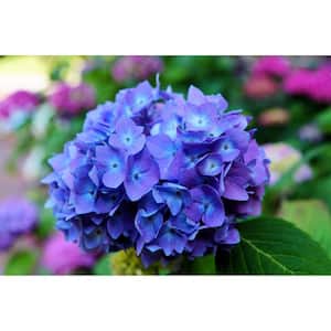 1 Gal. Let's Dance Rhythmic Blue Hydrangea Shrub Reblooming Skyblue Flowers