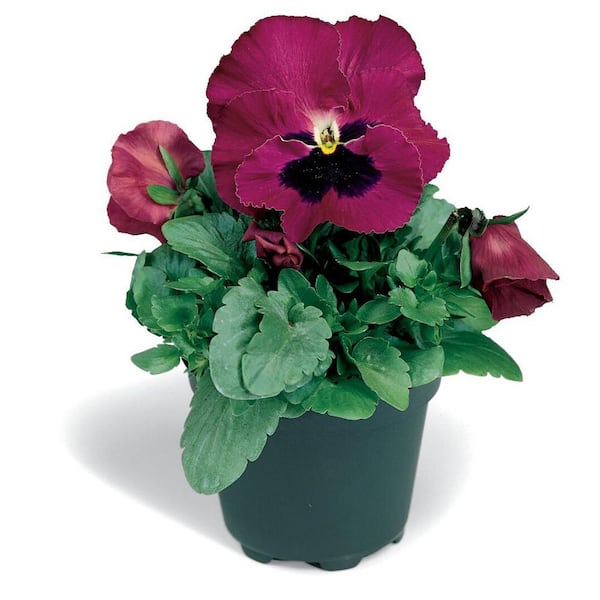 Unbranded 1.27 qt. Delta Rose Blotch Pansy Plant (6-Pack)