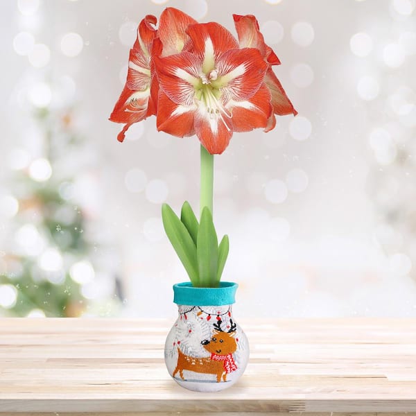 28/30 cm Minerva Sweater Amaryllis Flower Bulb, Reindeer
