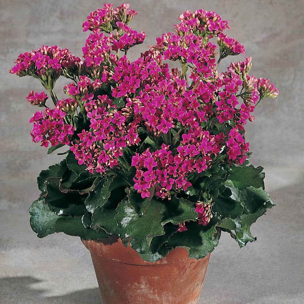 Vigoro 2.5 Qt. Purple Flowering Kalanchoe Plant 40495 - The Home Depot
