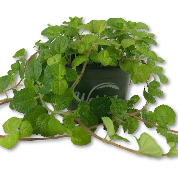 elex plants Elaeagnus – michaelsnursery main image 1