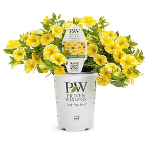 4.25 in. Grande Superbells Lemon Slice Live Calibrachoa Plant with Yellow and White Flowers