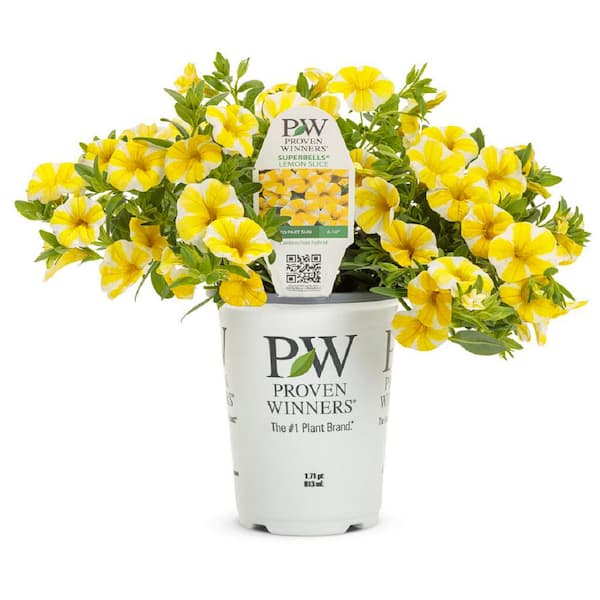 PROVEN WINNERS 4.25 in. Grande Superbells Lemon Slice Live Calibrachoa Plant with Yellow and White Flowers