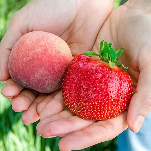 Gurney's Whopper Strawberry Live Bareroot Fruiting Plant (10-Pack)
