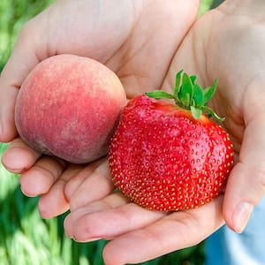 Whopper Strawberry Dormant Bare Root Fruiting Starter Plants (35-Pack)
