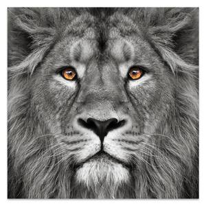 38 in. x 38 in. "King of the Jungle Lion" Frameless Free Floating Tempered Glass Panel Graphic Art
