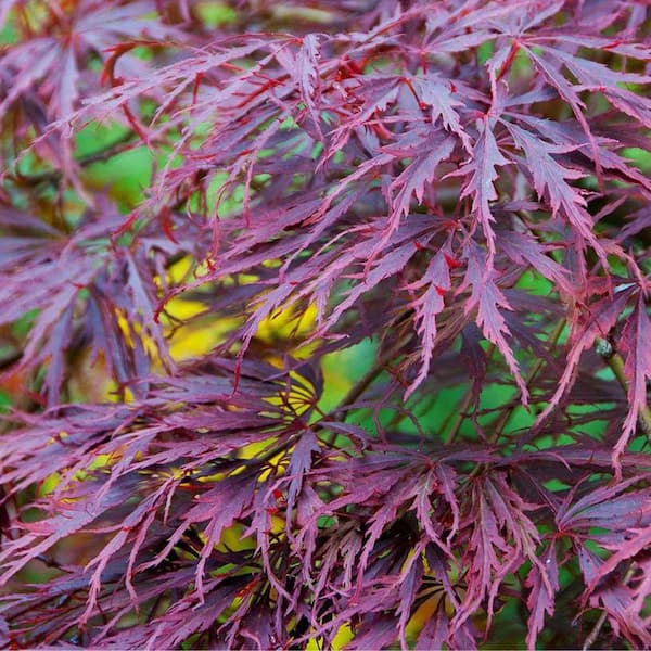 7 Gal. Tamukeyama Japanese Maple Ornamental Tree MAPJTA07G