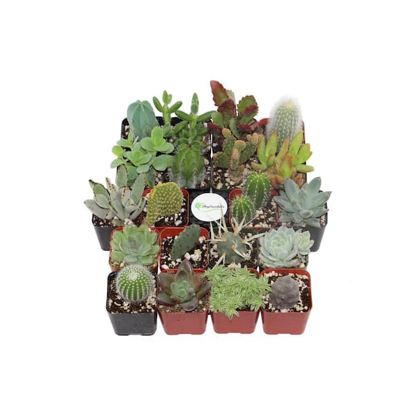 succulent planters Rustic Wood Succulent Planter Arrangement : Extra Long Centerpiece main image 1