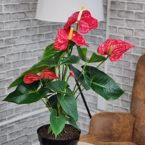 Large Flowering Anthurium, Easy Clean Air Live Indoor Plant, 8 in. Grower Pot, Red Flamingo Flower, Approx. 24 in. Tall