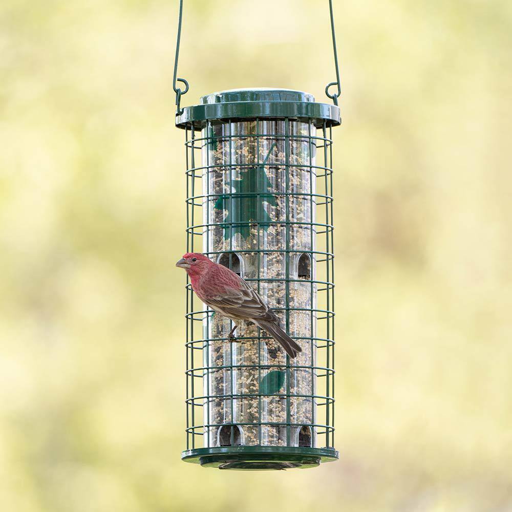 Green Metal and Plastic Squirrel Resistant Hanging Bird Feeder