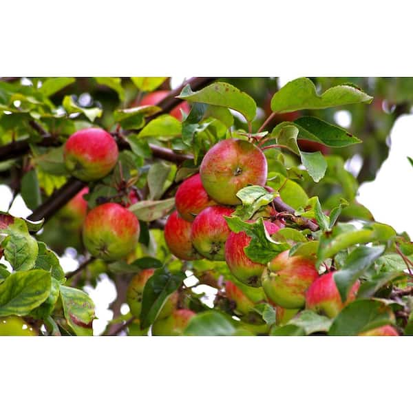 https://images.thdstatic.com/productImages/2a9e7241-1ae1-4c95-a6e9-cf19da3b04a6/svn/online-orchards-fruit-trees-ftap011-44_600.jpg