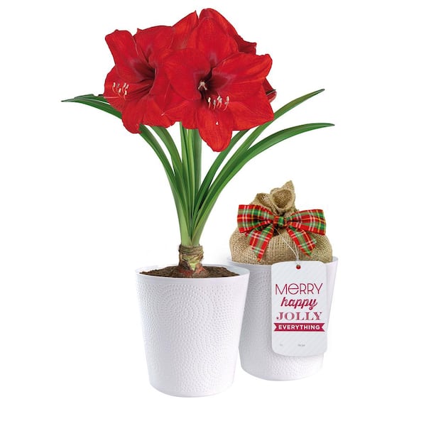 Garden State Bulb Holiday Red Lion Amaryllis Bulb Gift Kit with 6 in. White Planter, 26/28cm
