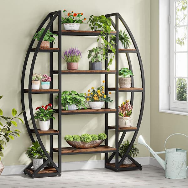 jade plant succulent care Jade Plant | Easy Care Succulent