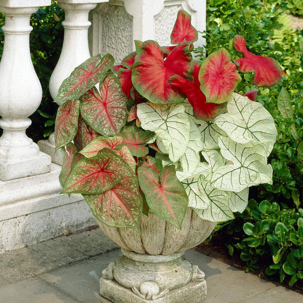 Mixed Caladium Bulbs with Vibrant Heart-Shaped Leaves, Pack of 10