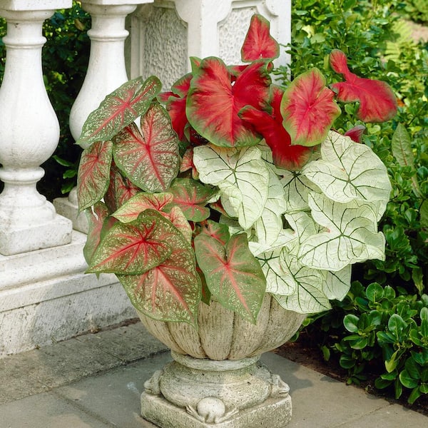 crypt plant Cryptocoryne Pink Flamingo