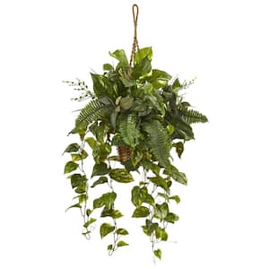 Indoor Mixed Pothos and Boston Artificial Fern in Hanging Basket