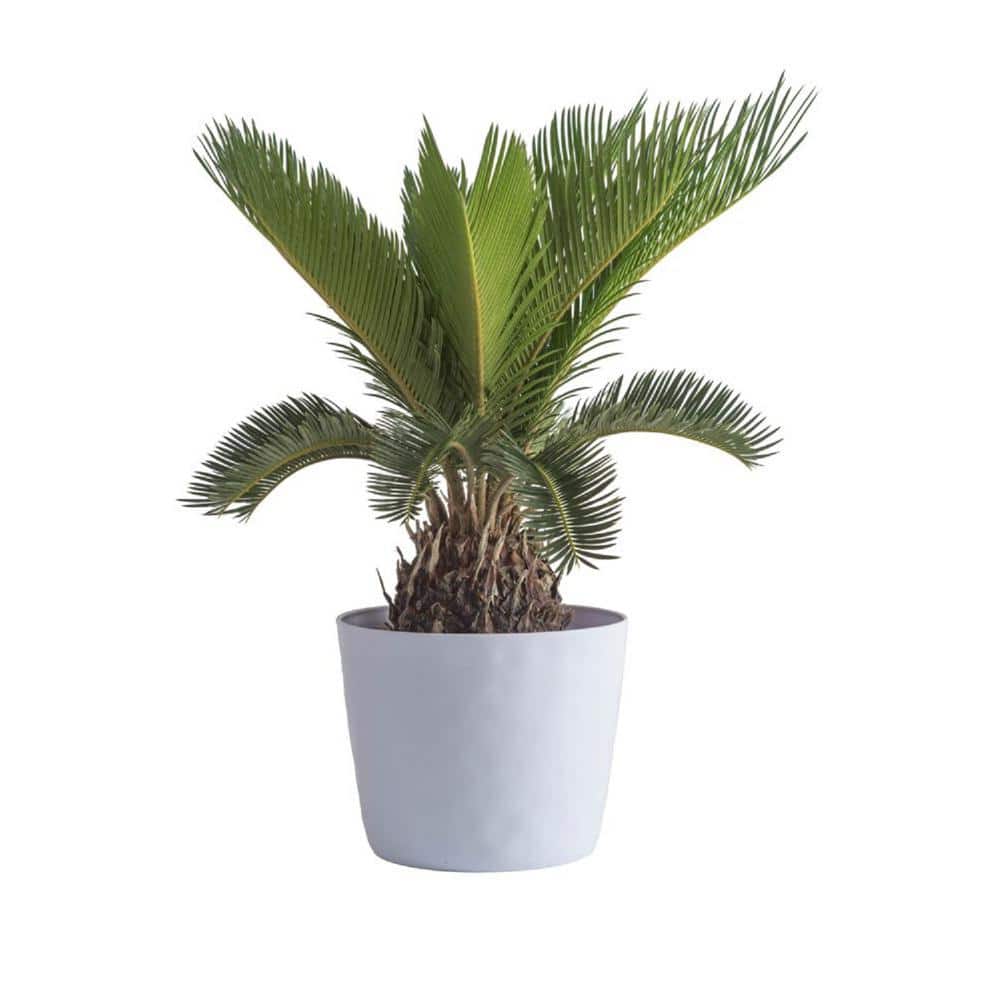 vigoro-house-plants-1-