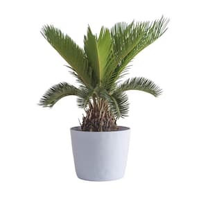 6 in. Sago Palm Plant in White Decor Plastic Pot