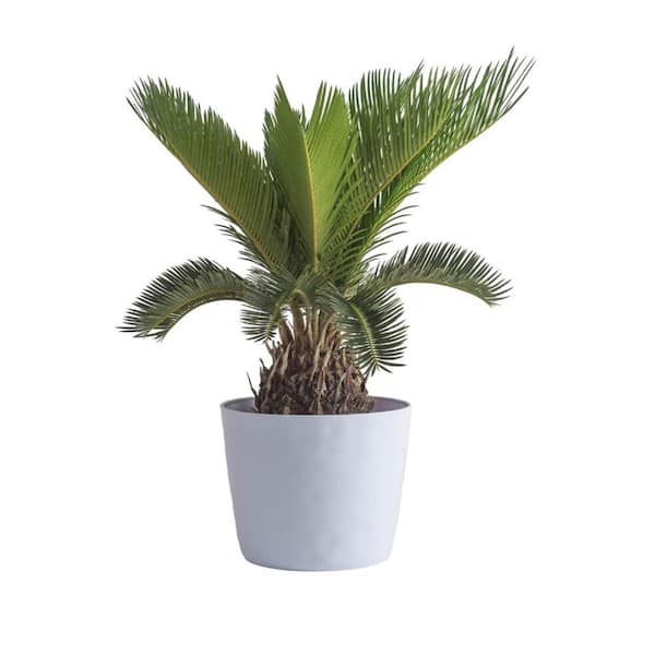 Vigoro 6 in. Sago Palm Plant in White Decor Plastic Pot