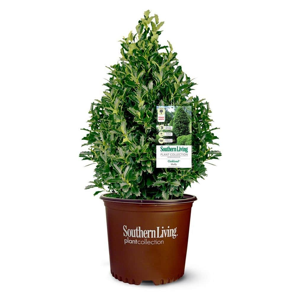 Reviews for 7 Gal. Oakland Holly Shrub with Bright Green Foliage | Pg 1 ...