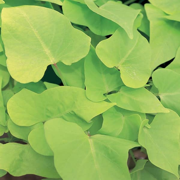 1 Qt. Green Sweet Potato Vine (Ipomoea) Annual Plant
