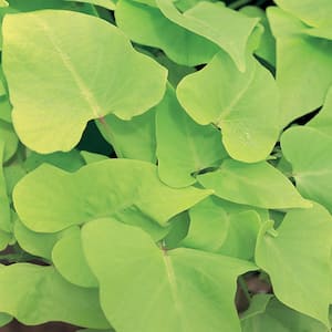1 Qt. Green Sweet Potato Vine (Ipomoea) Annual Plant
