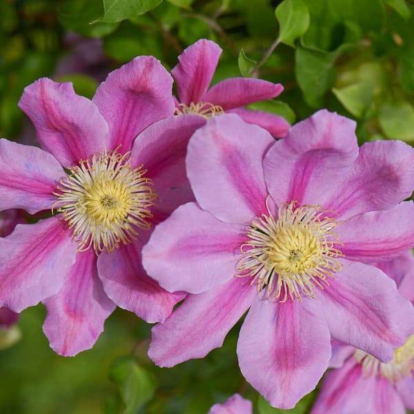 Spring Hill Nurseries Pink Beauty Clematis Vine, Live Bareroot Perennial Plant (1-Pack)
