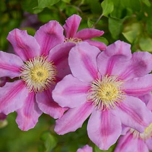 Pink Beauty Clematis Vine Dormant Bare Root Flowering Perennial Starter Plant (1-Pack)
