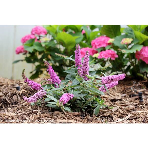 PROVEN WINNERS 1 Gal. Lo and Behold 'Pink Micro Chip' Butterfly Bush (Buddleia) Live Shrub in Pink Flowers