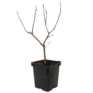 4 in. Pot Southern Gentleman Winterberry (Ilex), Live Evergreen Plant, White Flowers Give Way to Red Berries (1-Pack)