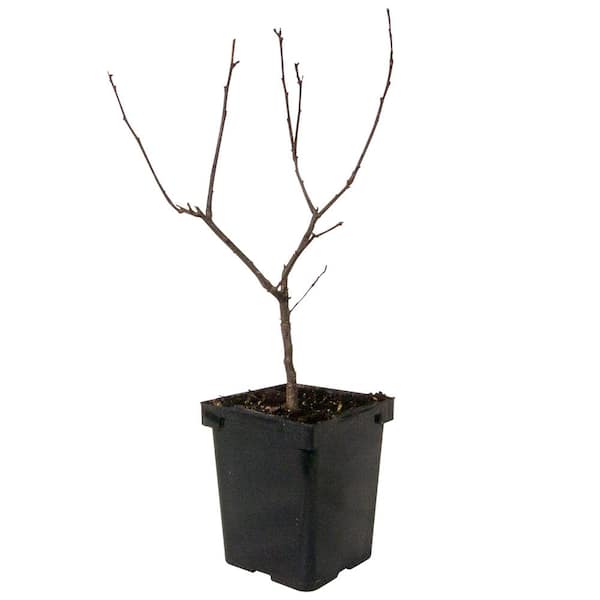 4 in. Pot, Southern Gentleman Male Winterberry Shrub, Potted Starter Plant (1-Pack)