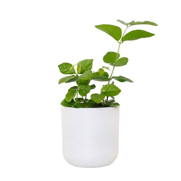 national PLANT NETWORK 5 in. Stonewash Recycled Planter w/Saucer and 4 in. Sambac Jasmine Plant - 1 Piece