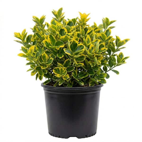 FLOWERWOOD 2.5 Gal - Golden Euonymus, Live Evergreen Shrub, Green and Gold  Variegated Foliage 16753FL - The Home Depot