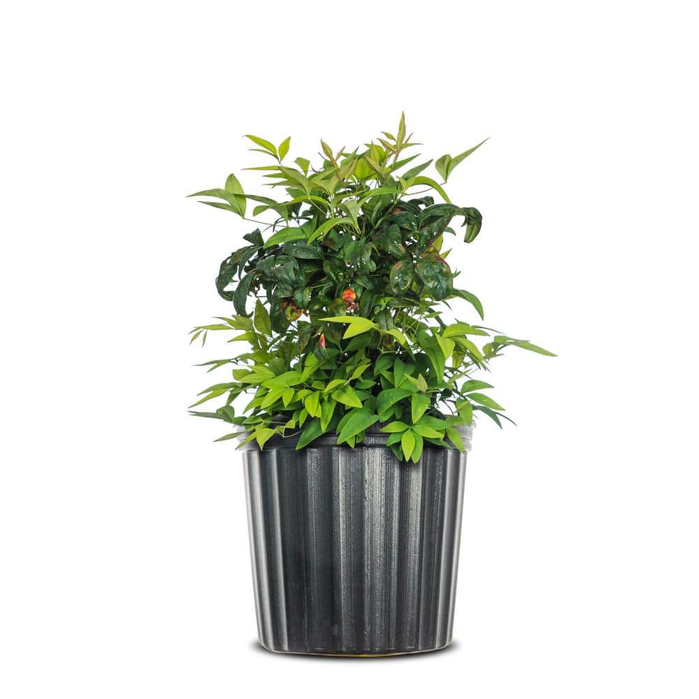 Perfect Plants 1 Gal. Firepower Nandina Shrub, Colorful Heavenly