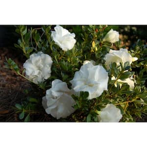 2 Gal. Echo Snowball Azalea Shrub with Double White Reblooming Flowers