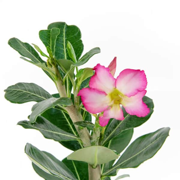Adenium Obesum - Set of 2 - Flowering Desert Roses
