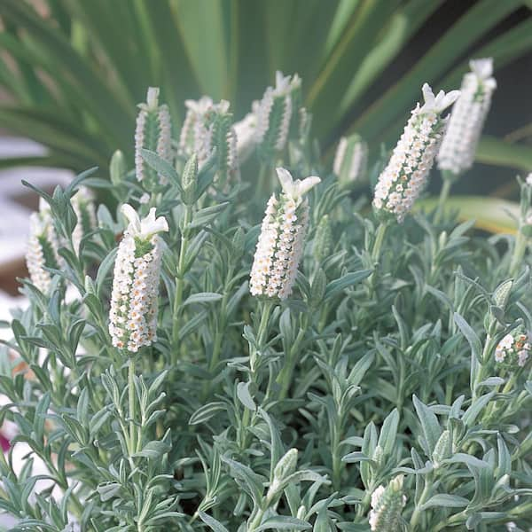 ALTMAN PLANTS 2.5 Qt. #1 White Spanish Lavender Plant 41042 - The Home ...