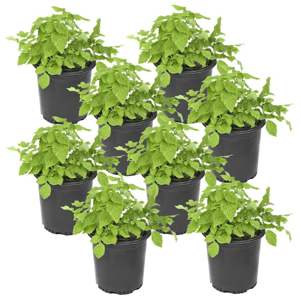 national PLANT NETWORK 1 gal. Caroline Thornless Rubus Raspberry Plant ...