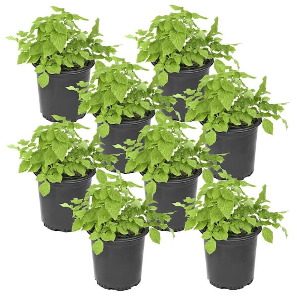 1 gal. Caroline Thornless Rubus Raspberry Plant (8-Pack)