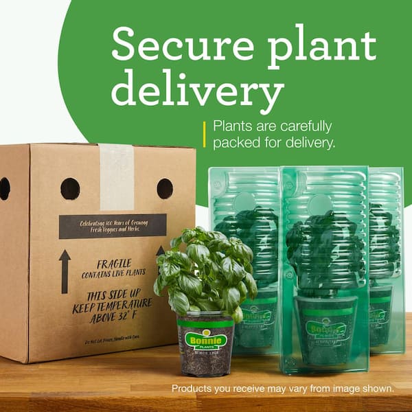 Bonnie Plants - 19 oz. Early Girl Tomato Plant (2-Pack)