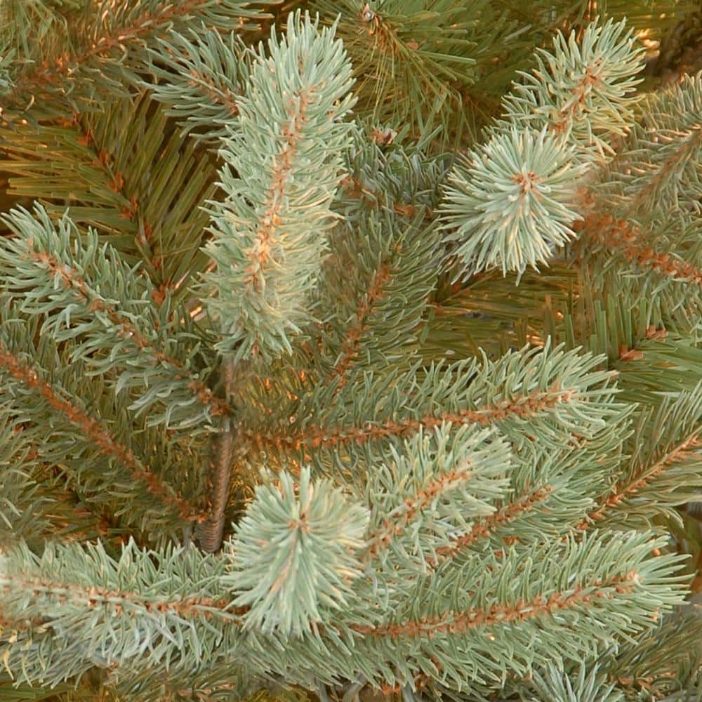 7.5' Green Norway Fir Artificial Christmas Tree with Lights