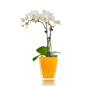 White Holiday Mini Orchid Plant in Glass Pot