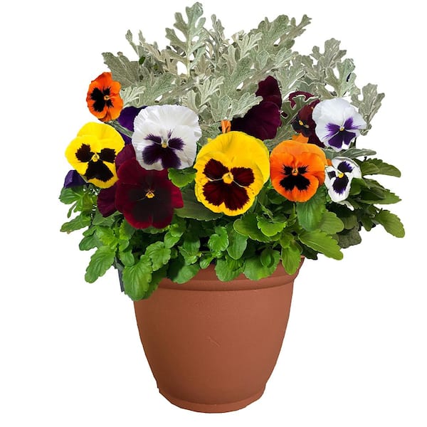 Unbranded 11 in. Pansy Annual Plant in Decorative Pot with Multi-Colored Blooms and Dusty Miller