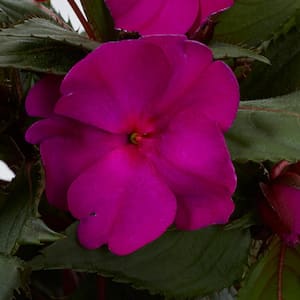 2 Qt. Compact Purple SunPatiens Impatiens Outdoor Annual Plant with Purple Flowers (3-Pack)