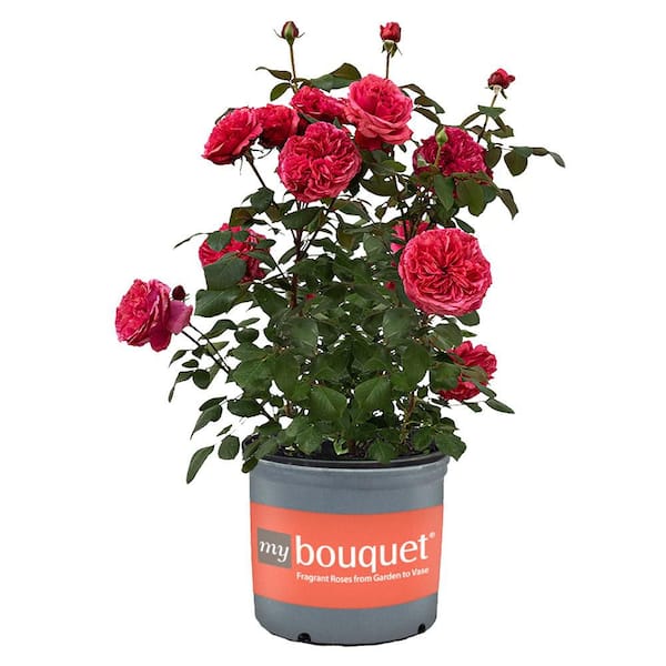 2 Gal. Loves Me Loves Me Not Rose Plant with Pink Flowers